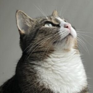 Profile photo of Paola Bates