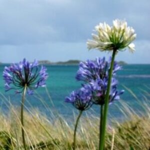 Profile photo of Anna H