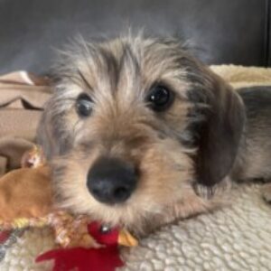 Profile photo of Julie Porter-Gipson