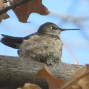 Profile photo of Corinne L.