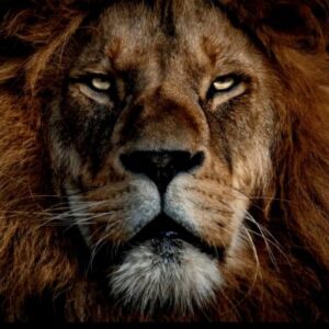 Profile photo of Shawn Rooker