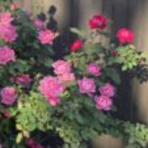 Profile photo of Carmen Sanchez