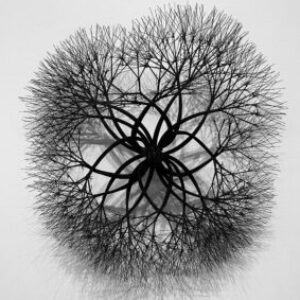 Profile photo of Renee Skuba