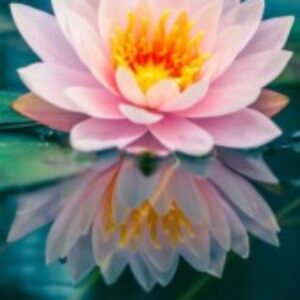 Profile photo of Michele Redd